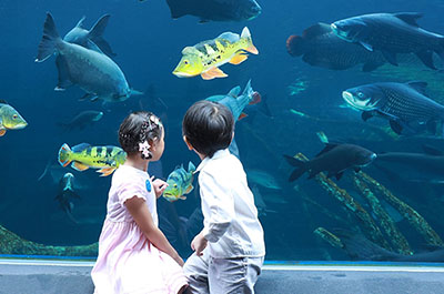 Two children looking at fish in the aquarium of Aquaria Phuket