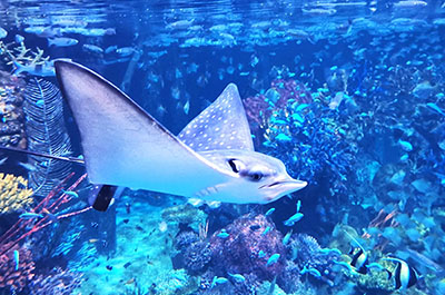 A stingray swimming in a tank at Aquaria Phuket