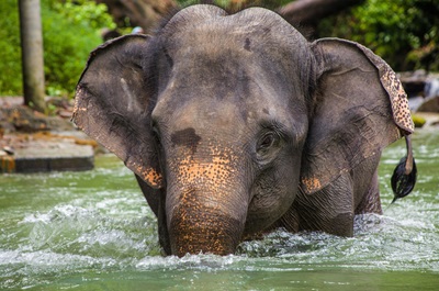 An elephant taking a bath