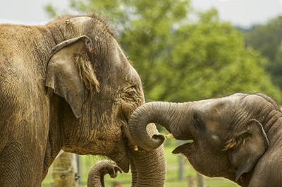 A mother and baby elephant in the sanctuary