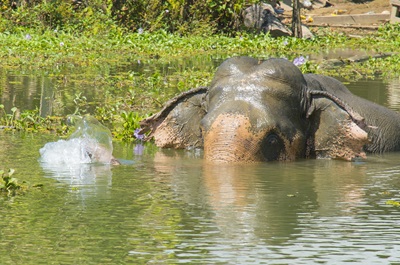 An elephant taking a bath in the river