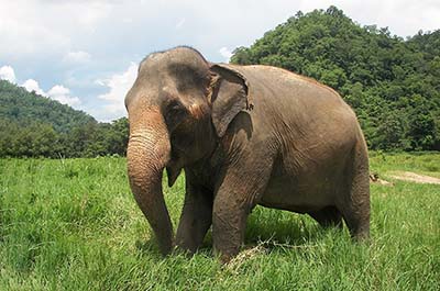 A wild elephant roaming the grassland near the edge of the forest