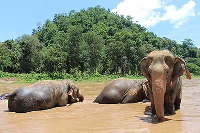 Elephants bathing in the river