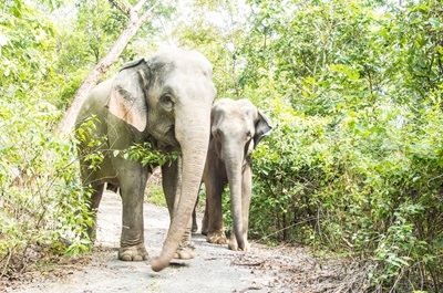 A mother and baby elephant roaming in the forest