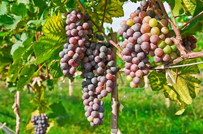 Red grapes at the vineyard