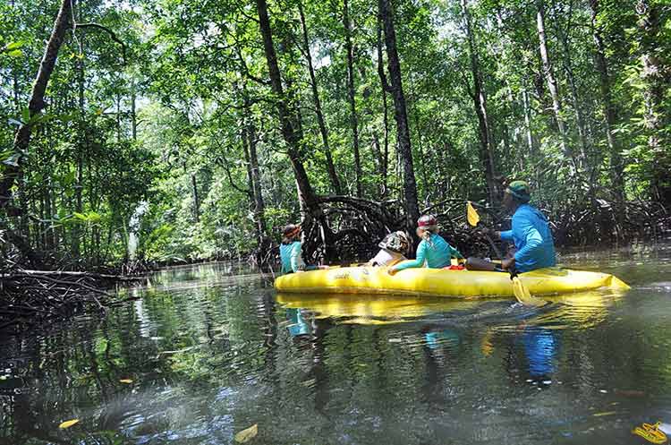 People canoeing in a mangrove forest in Phang Nga Bay just off Phuket