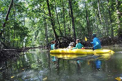 A kayak in a mangrove forest