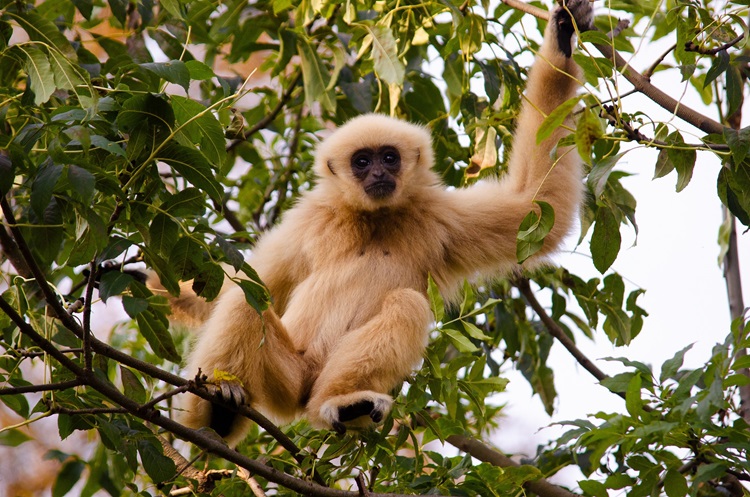 A white handed gibbon in the jungle at Pala-U