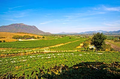 Monsoon Valley Vineyard in the hilly countryside near Hua Hin