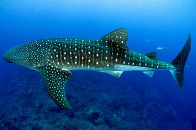 A whale shark in the Gulf of Thailand near Koh Tao